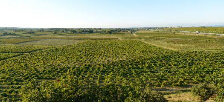 Vigne Domaine de la Janesse Azienda