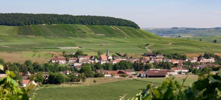 Loriot Pagel Champagne Vigne