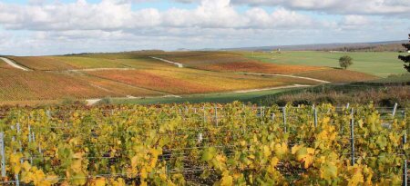 Michel Jaquot Champagne Vigne